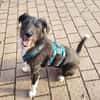 DRINGEND: Otis ist ein charmanter Kerl