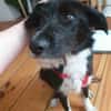DRINGEND: Otis ist ein charmanter Kerl