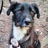 DRINGEND: Otis ist ein charmanter Kerl