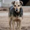 Schäferhund mix Arthur sucht ein Sofa