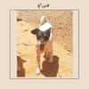 Jack Russel Fan`s aufgepasst: PIXIE :-)