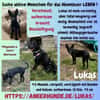 🐾🍀 Der süße Lukas sucht seine Menschen