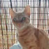 Browyn - tiefenentspannte Traumkatze