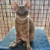 Browyn - tiefenentspannte Traumkatze