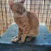 Browyn - tiefenentspannte Traumkatze