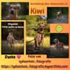 💕Kiwi💕sucht ihre Menschen💕