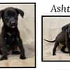 ASHTAG