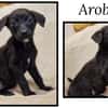 AROBASE( Réservée)