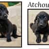 Atchoum