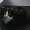 LIOTTA