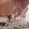 ELIA (adoption en cours)