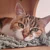 ELIA (adoption en cours)