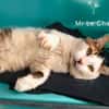 MR LECHAT