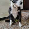 BRUMA (union animal)