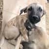 ELLY (Rescate)