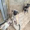 ELLY (Rescate)