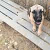 ELLY (Rescate)