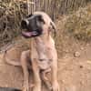 ELLY (Rescate)