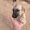 ELLY (Rescate)