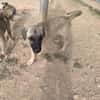 ELLY (Rescate)