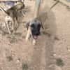 ELLY (Rescate)