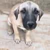 ELLY (Rescate)