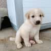 GALLETA (union animal)