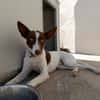 XISCO (union animal)