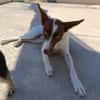 XISCO (union animal)