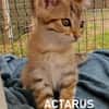 ACTARUS