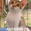 ANDROMEDE