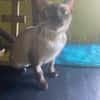 MIOU MIOU