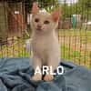 ARLO