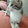 ARYA
