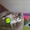 BULLE