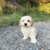 Snoopy
