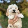 Snoopy