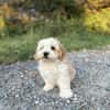 Snoopy