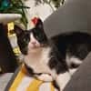 Pepper sucht ein zauberhaftes Heim