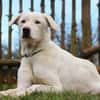 Whity sucht erfahrene Hundemenschen