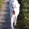 Whity sucht erfahrene Hundemenschen