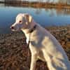 Whity sucht erfahrene Hundemenschen