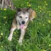 Menschenbezogene Rua sucht Zuhause