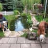 Menschenbezogene Rua sucht Zuhause