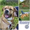 ROMY -anhänglich, ruhig & schlau-