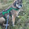 SORELLA * zauberhafte Hundedame
