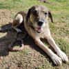 SORELLA * zauberhafte Hundedame