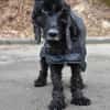 BLACKY