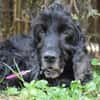 BLACKY