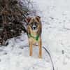 FLOCKI * liebt seine Hundefreunde
